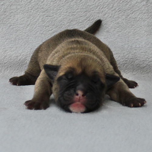Continental Bulldog Hündin / Female Continental Bulldog