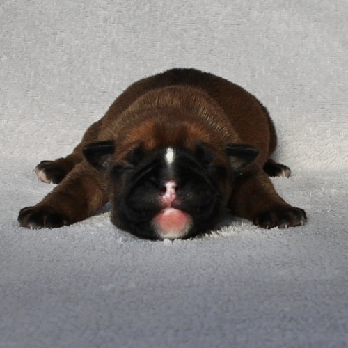 Continental Bulldog Rüde / Male Continental Bulldog