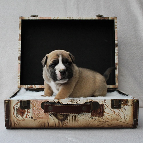 Continental Bulldog Hündin / Female Continental Bulldog
