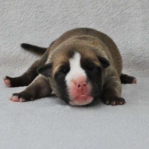 Continental Bulldog Hündin / Female Continental Bulldog