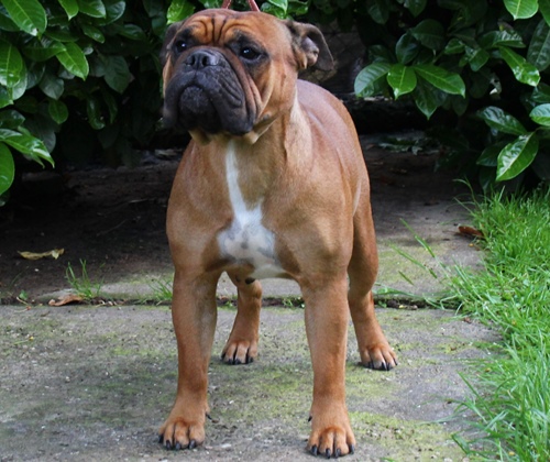 Champion_Margeta's_Suri_Continental_Bulldog