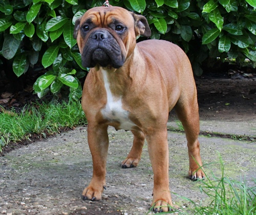 Champion Margeta's Suri Continental Bulldog